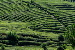 宇治抹茶竟然不最顶级的日本茶？抹茶陈建告诉